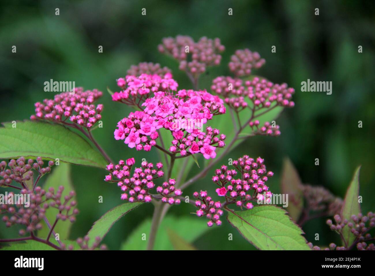 Lilac branch close-up. Pink flowers on a background of green leaves. Stock Photo