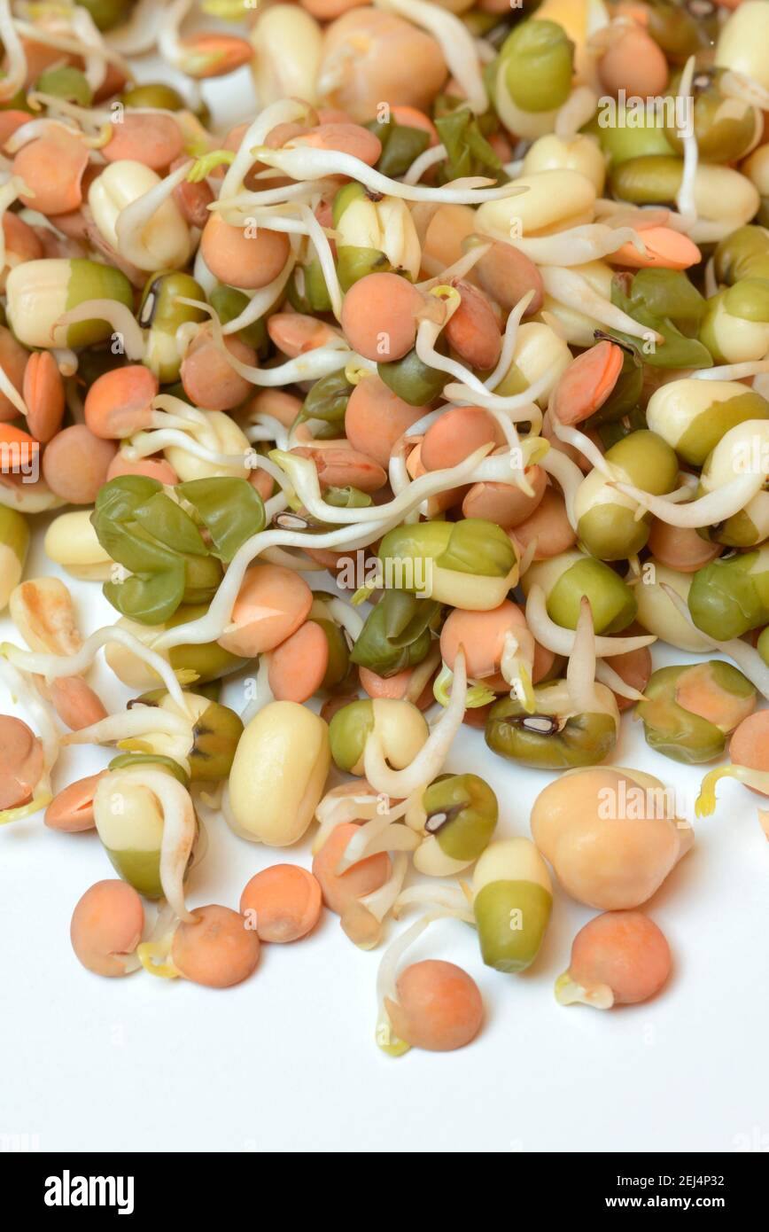 Mixed sprouts of lentils, mung beans and chickpeas, lentil sprouts, mung bean sprouts, chickpea sprouts Stock Photo