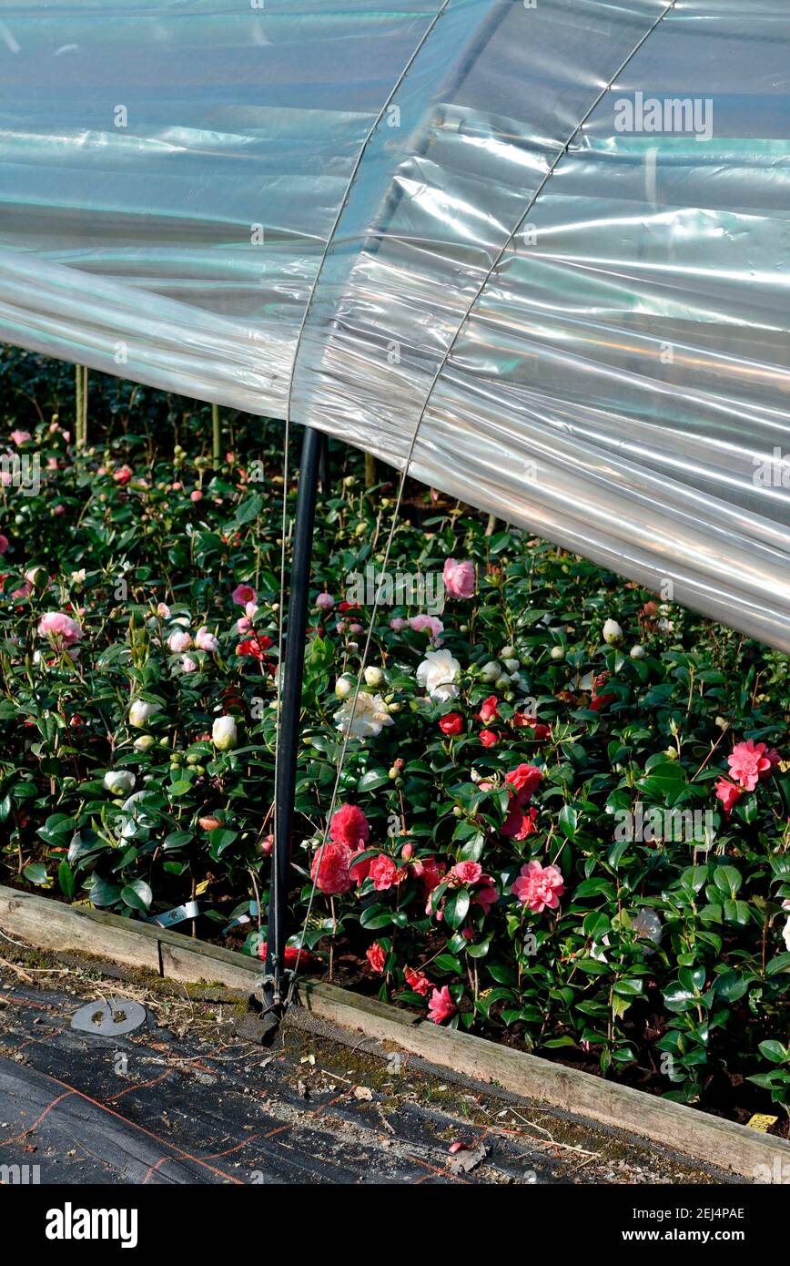 Greenhouse with camellias hi-res stock photography and images - Alamy