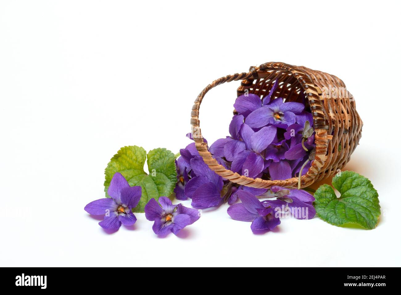 Wood violet ( Viola odorata) , Violet flowers with capitula Stock Photo
