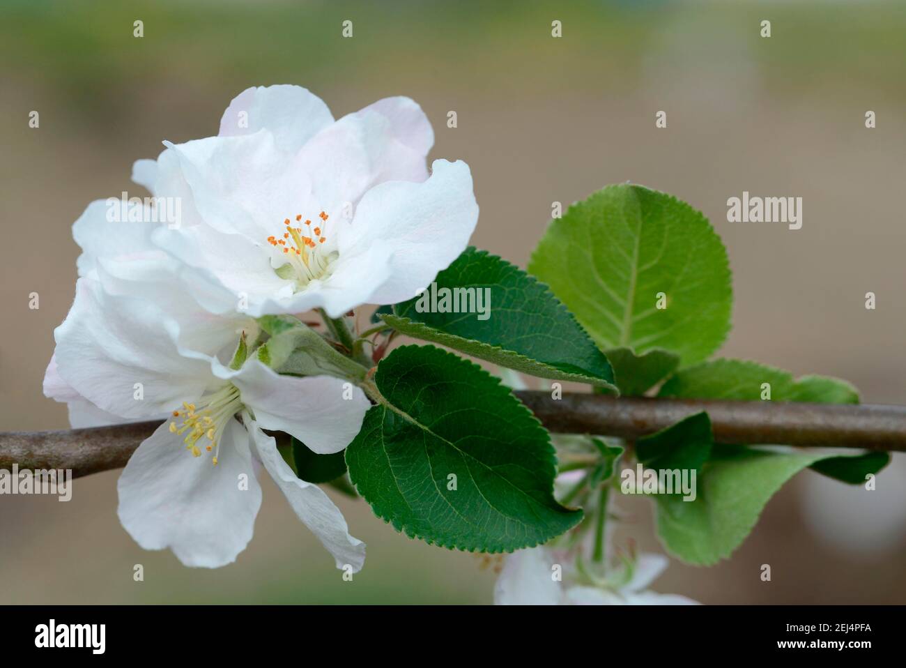 Apple blossom, variety Martens Gravensteiner (Malus domestica) Stock Photo