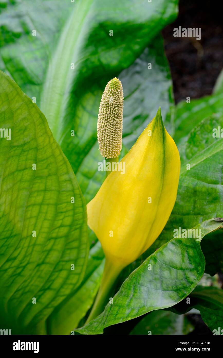 Western skunk cabbage (Lysichiton americanus Stock Photo - Alamy