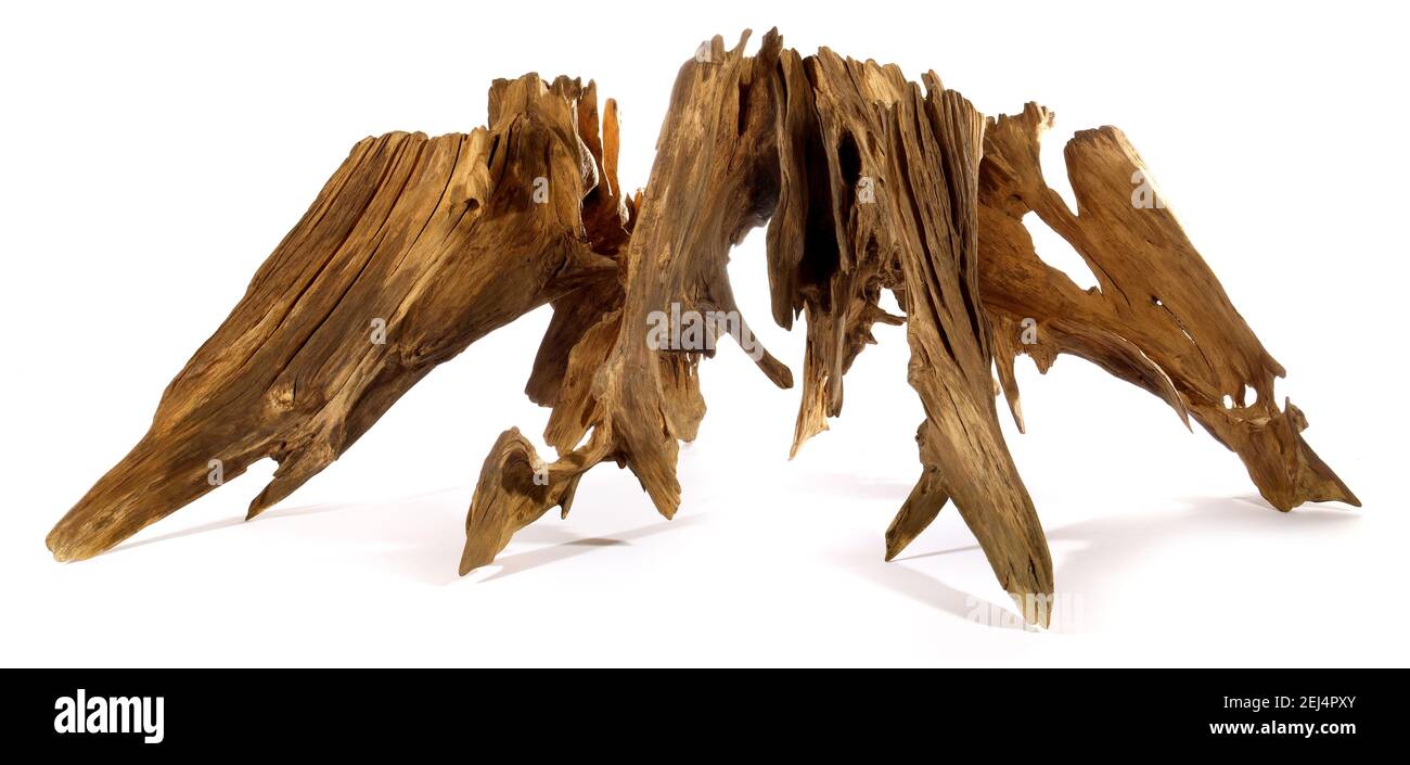 Old Tree Root isolated on white Background Stock Photo