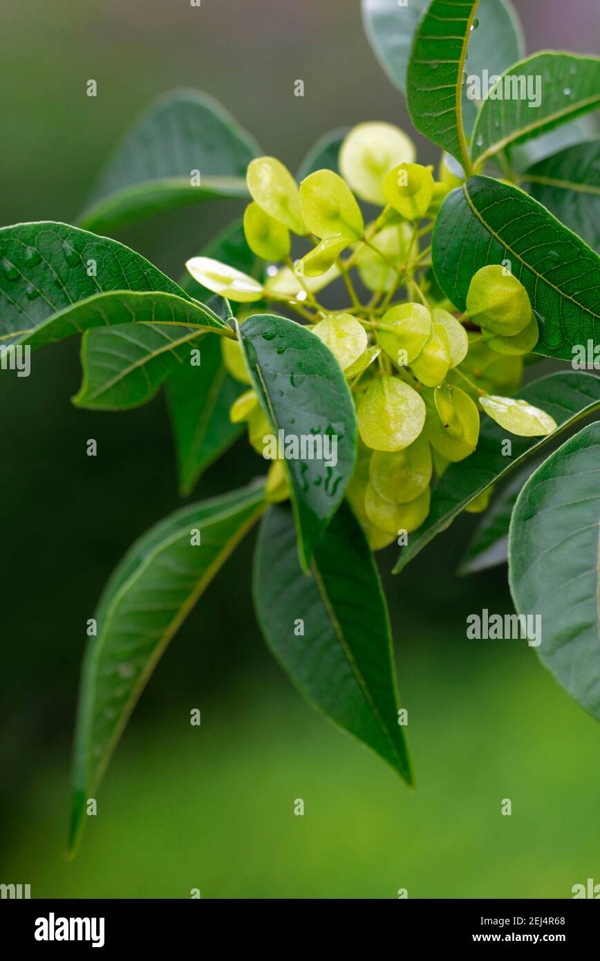 Hop Tree ( Ptelea trifoliata) Stock Photo