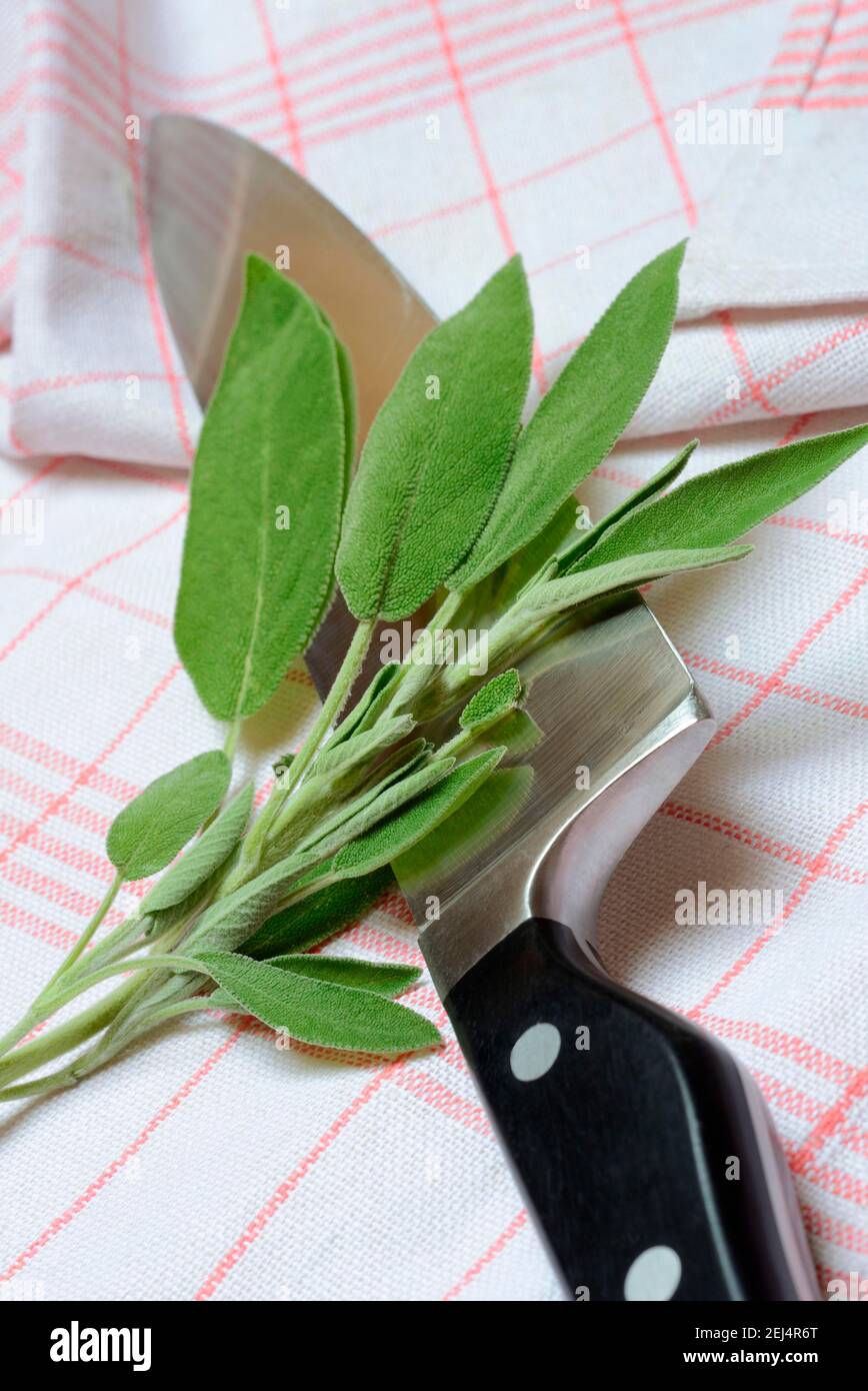 Sage sprig with knife, tea towel, Common sage ( Salvia officinalis
