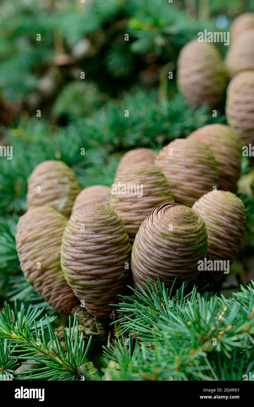 Lebanon cedar (Cedrus libani) , cone Stock Photo