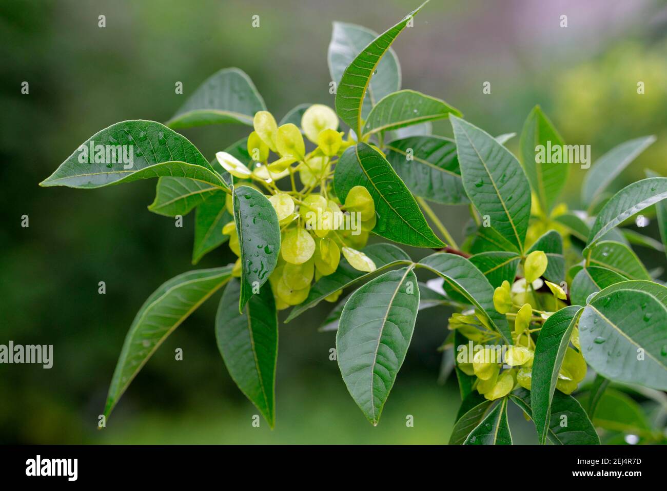 Hop Tree (Ptelea trifoliata) Stock Photo