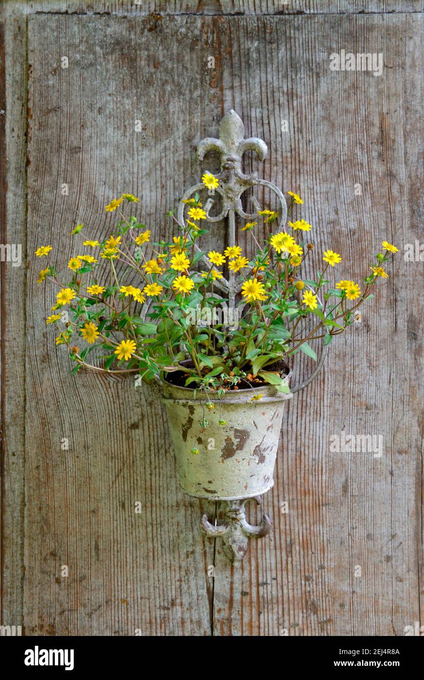 Mexican creeping zinnia ( Sanvitalia procumbens) in a pantry against a wooden wall Stock Photo