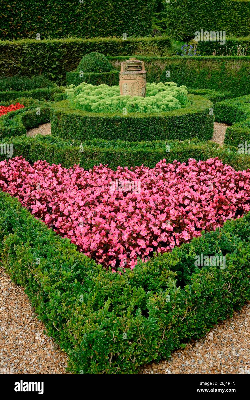 Common boxhedge, buxus, hedge, topiary, horticulture, begonias and stonecrop, Hailsham Grange Garden, Hailsham, East Sussex, England, Great Britain Stock Photo