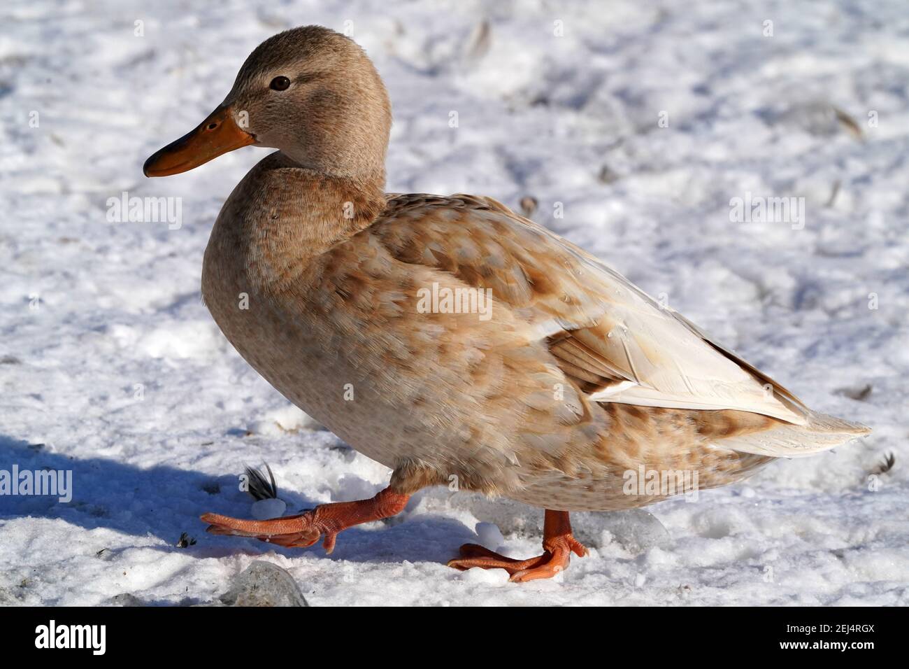 Leucistic Mallard ducks at the lake in winter Stock Photo