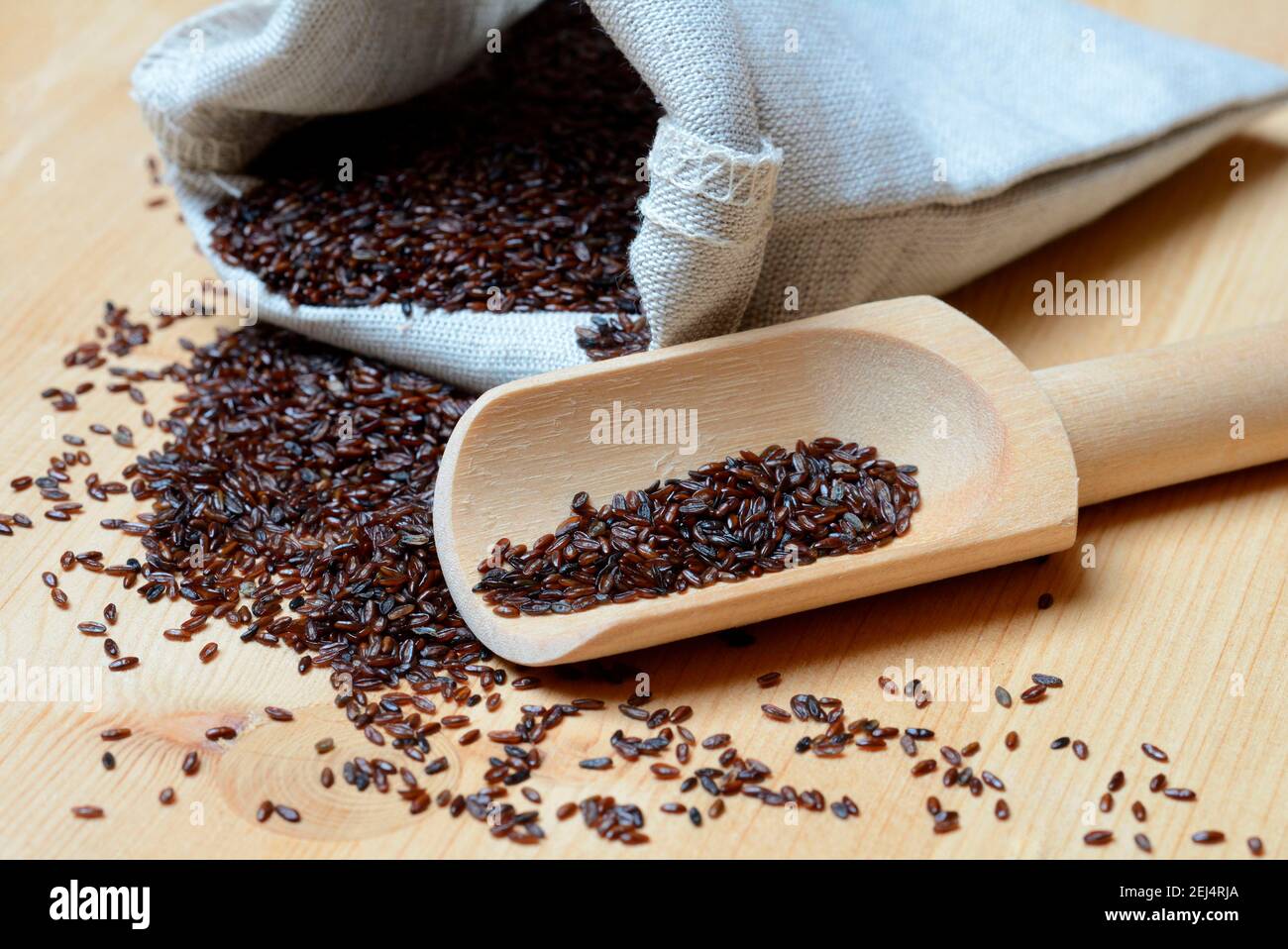 Psyllium plantain (Plantago psyllium Stock Photo - Alamy