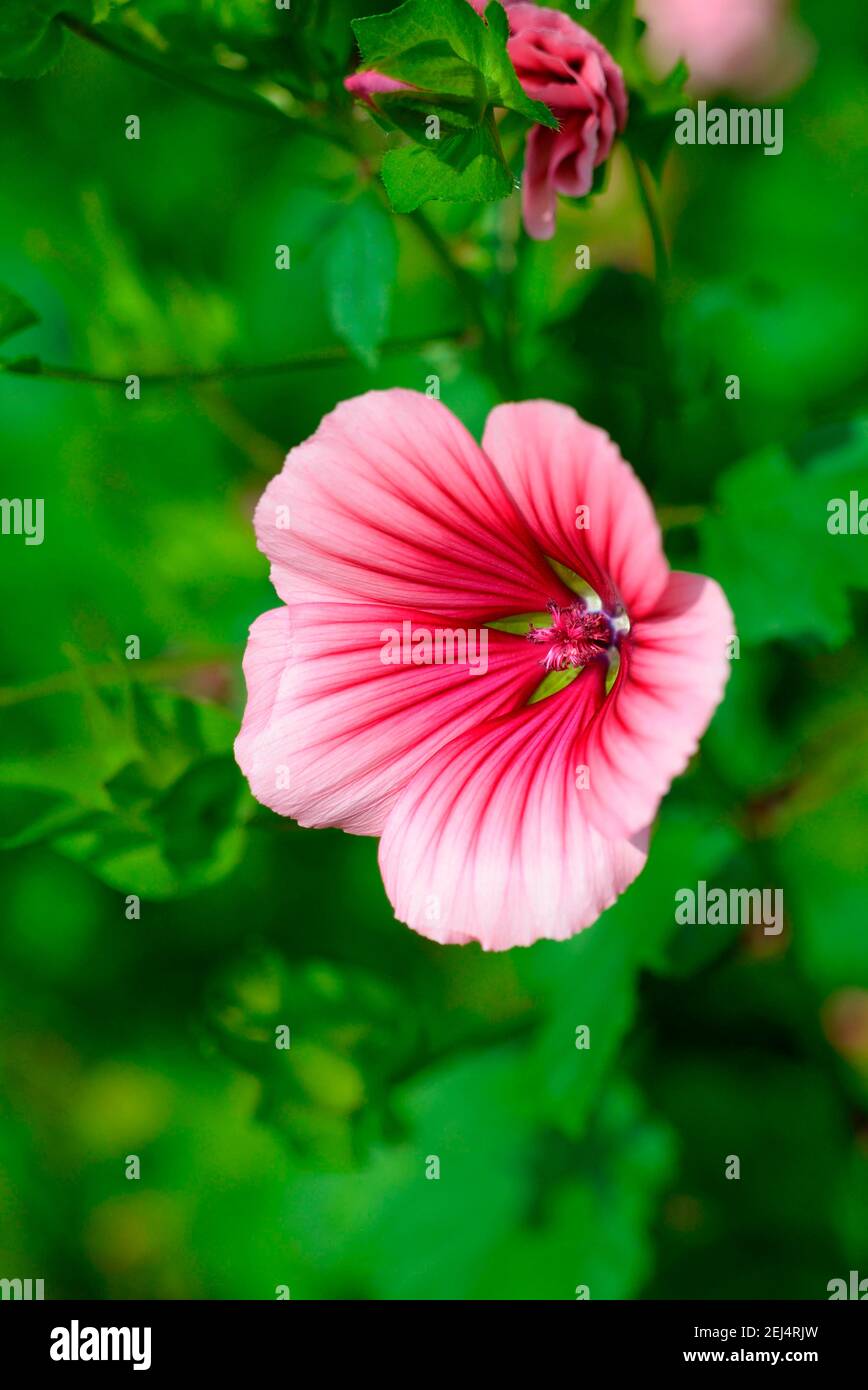 Mallow herb, brilliant pink variety ( Malope trifida) Stock Photo