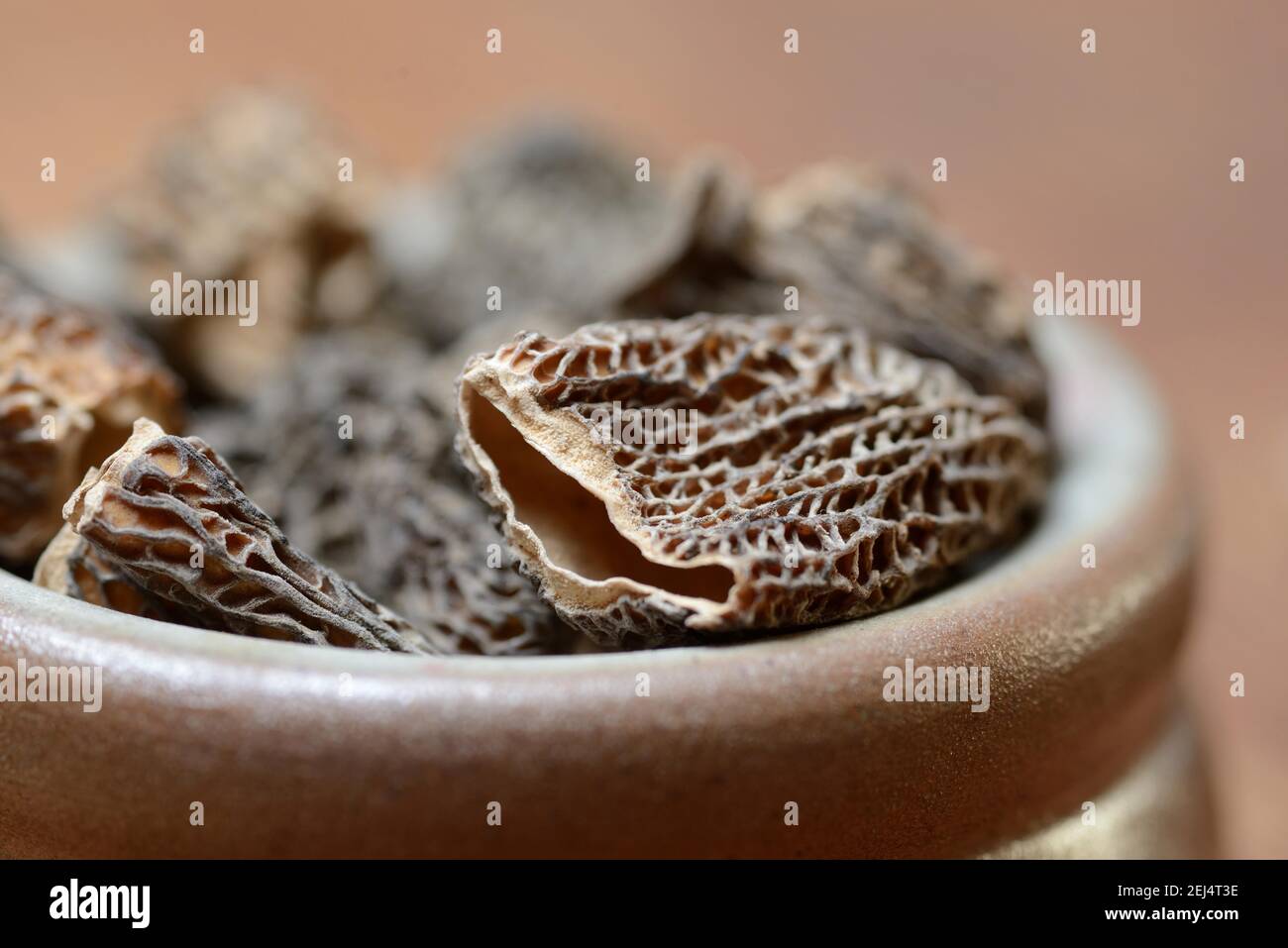 Dried morels in shell ( Morchella conica) , Edible morel Stock Photo