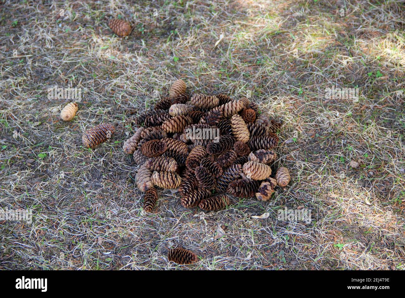 Fallen pine cones lie in a pile on the green and dry grasses. The view from the top. Stock Photo