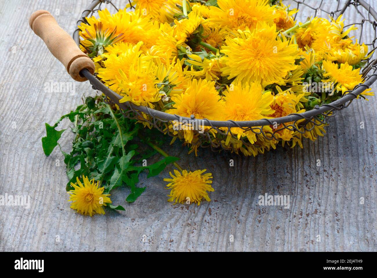 Dandelion ( Taraxacum officinale) , flowers in wire basket Stock Photo