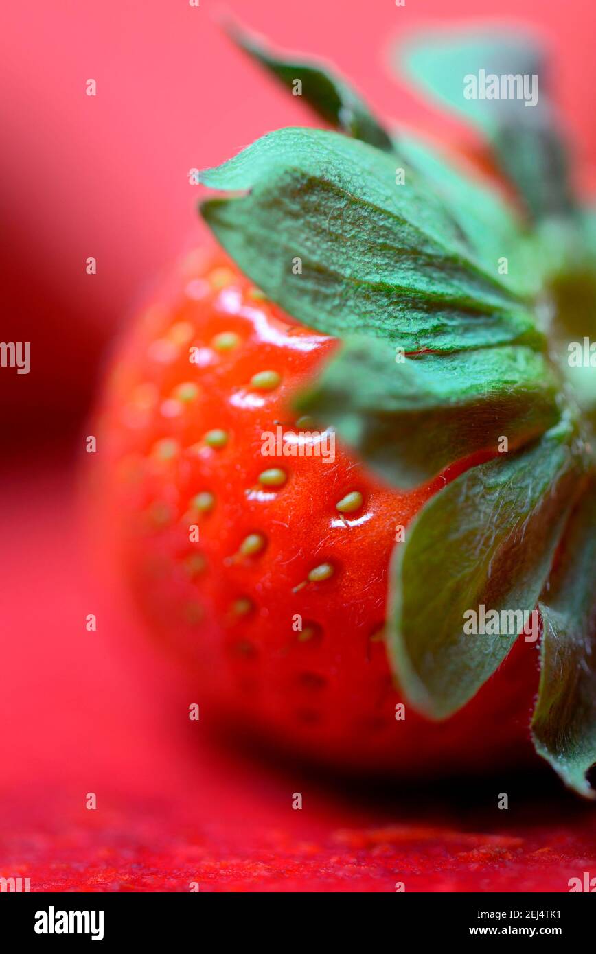 Strawberry ( Fragaria x ananassa) Stock Photo