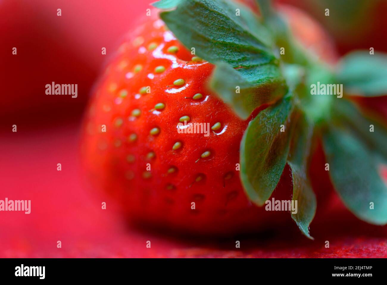 Strawberry ( Fragaria x ananassa Stock Photo - Alamy