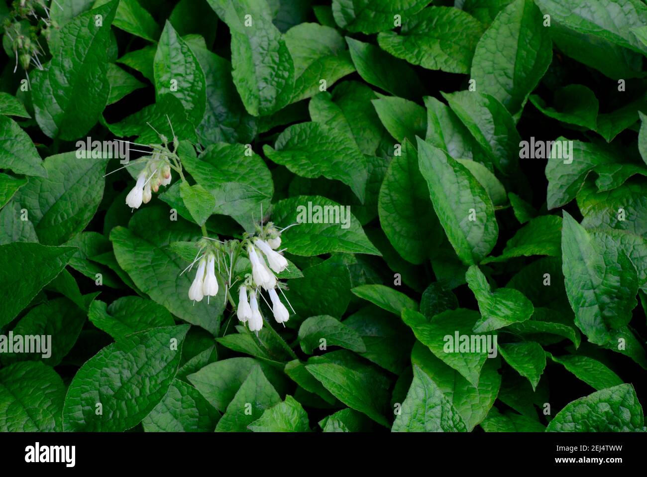 Symphytum grandiflorum ( Symphytum grandiflorum) Stock Photo