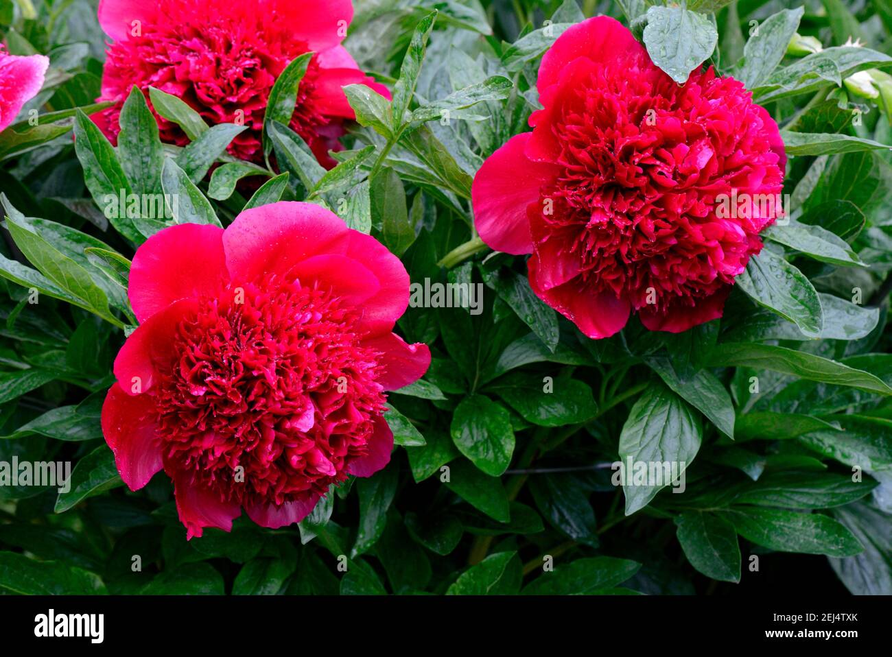 Peony, Red Charm variety( Paeonia lactiflora x officinalis) , grower Glasscock 1944, bloom, blossom, blooming, blooming, red, plant, plants, flower Stock Photo