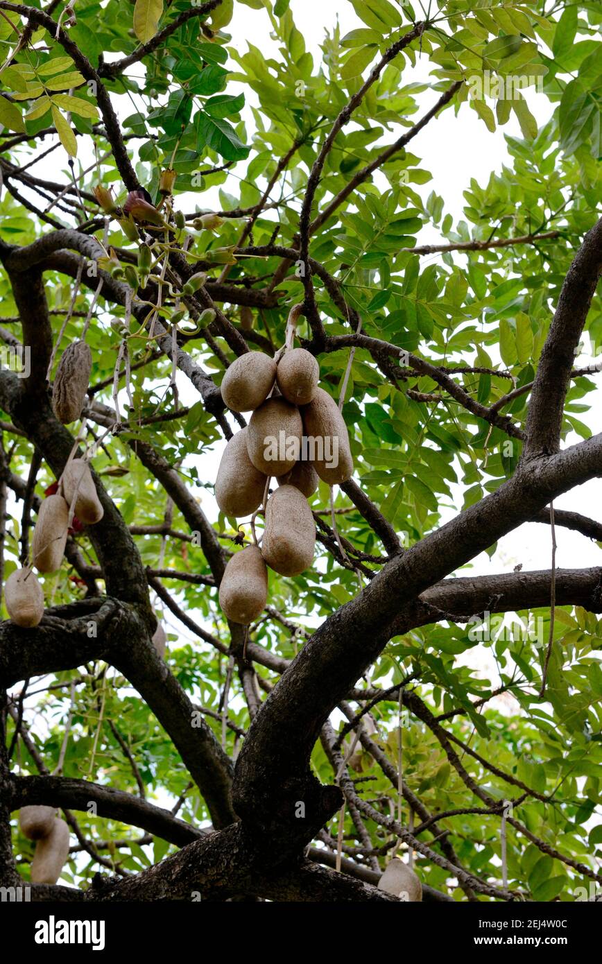 Sausage tree or Kigelia Africana with large fruit Stock Photo - Alamy
