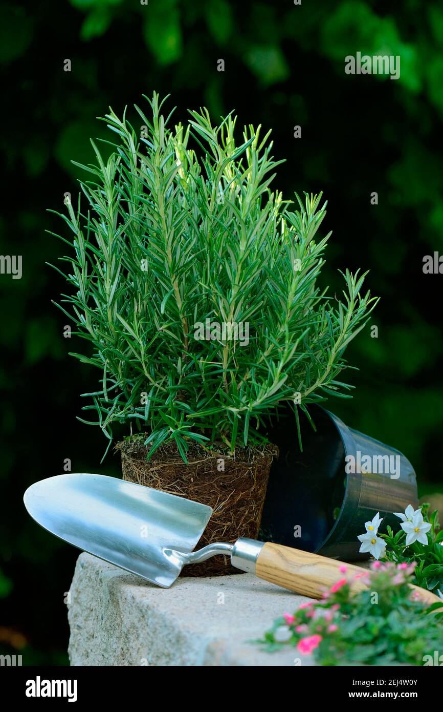 Rosemary ( Rosmarinus officinalis) plant Stock Photo Alamy