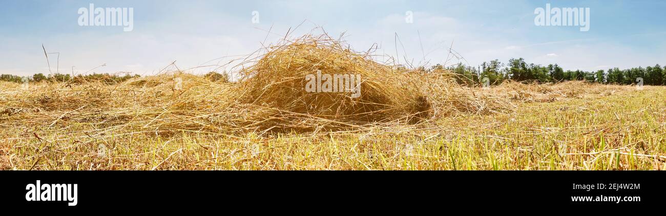 Farmland with fresh Hay in Summer - Drying Grass on the Field Stock Photo