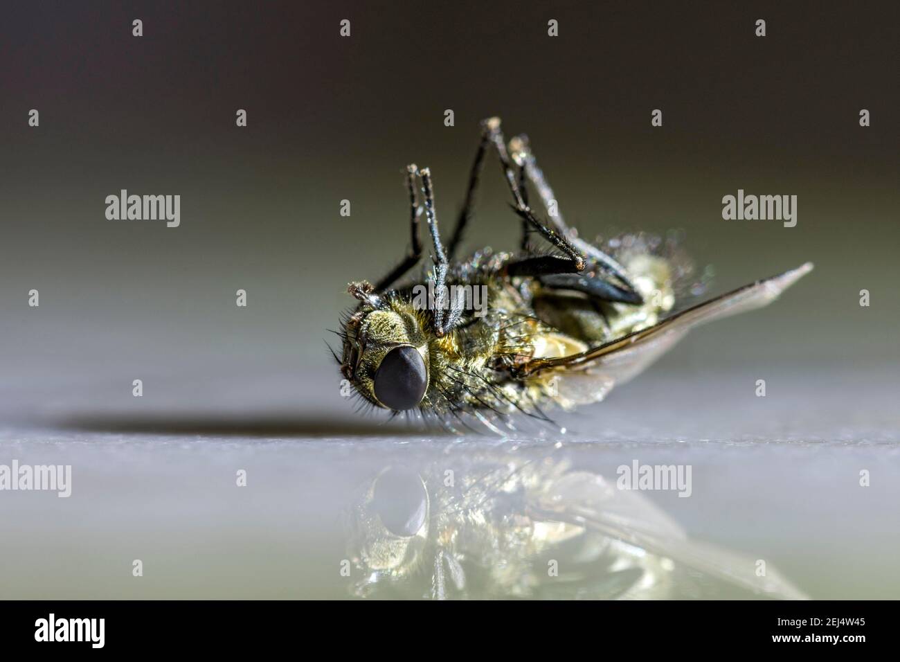 Dead house fly (Musca domestica) lying on its back, Bavaria, Germany Stock Photo