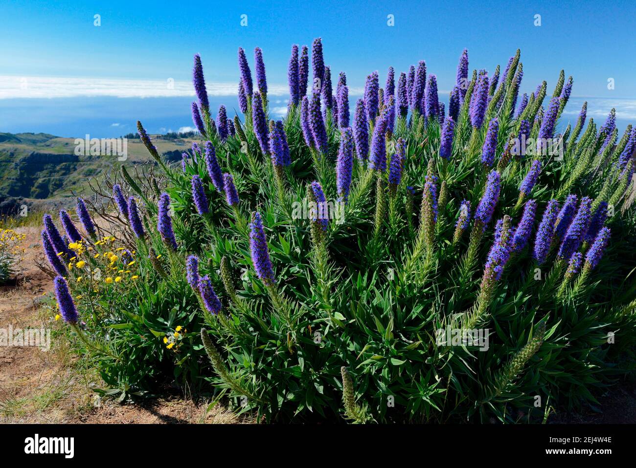 echium fastuosum pride of madeira