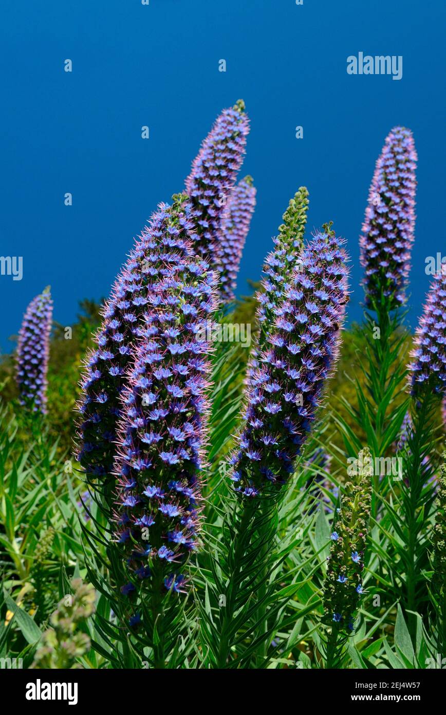pride-of-madeira-echium-fastuosum-madeira-portugal-stock-photo-alamy