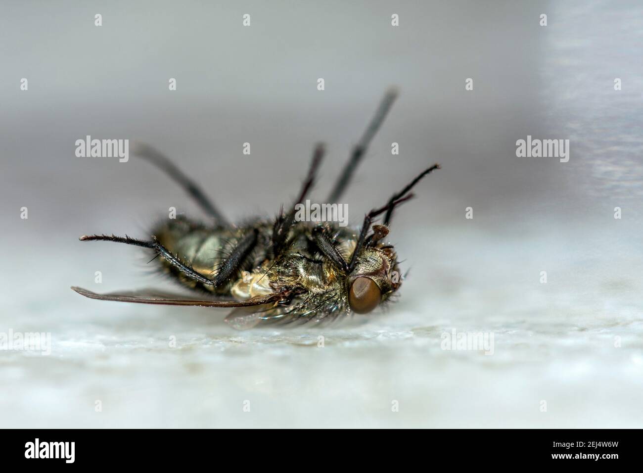 Dead house fly (Musca domestica) lying on its back, Bavaria, Germany Stock Photo