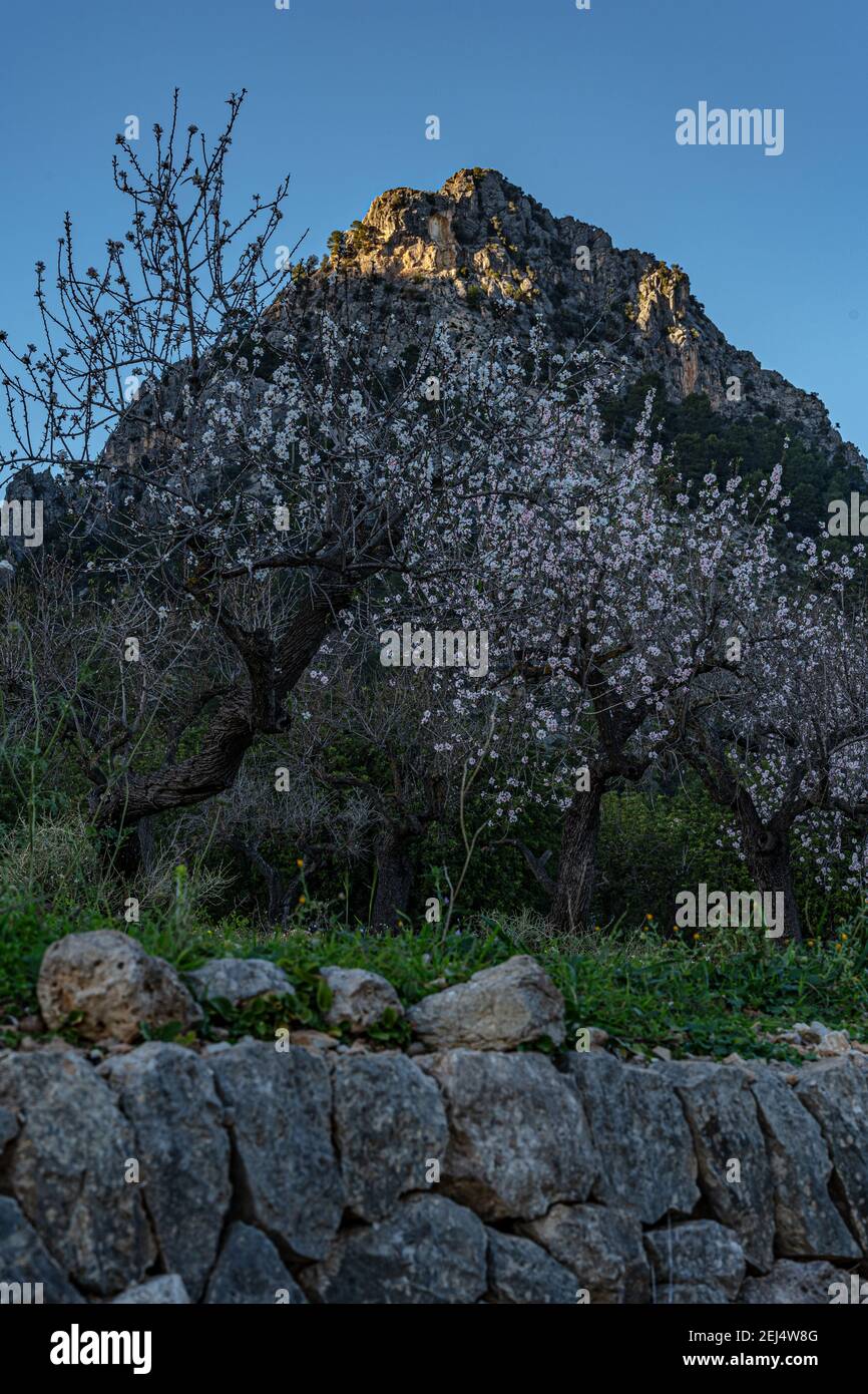 beautiful image of almond trees in bloom, on a farm in Bunyola, Mallorca, Spain Stock Photo