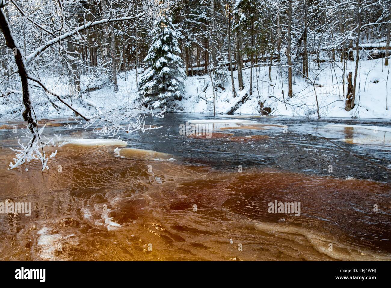 The wild frozen small river in the winter wood, the wild nature at ...