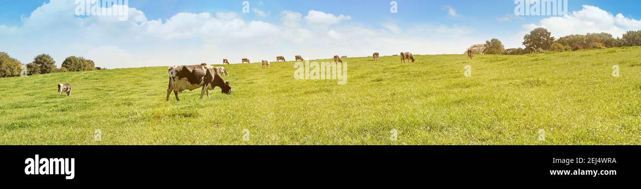 Cows grazing on a Field in Summertime - Cow Meadow Panorama Stock Photo ...