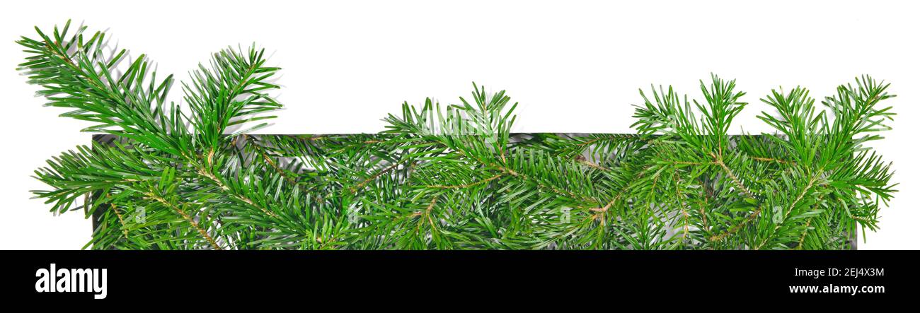 Christmas Fir Branches through white Paper isolated on white Background ...