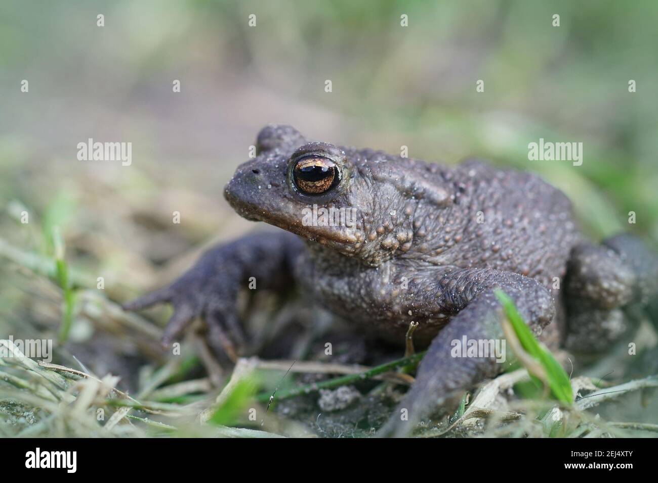 Close up of a male European common toad , Bufo bufo in the garden Stock Photo