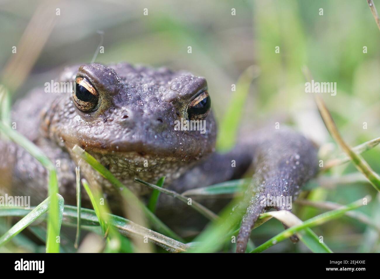 Frontal close up of a male European common toad , Bufo bufo through the grass Stock Photo