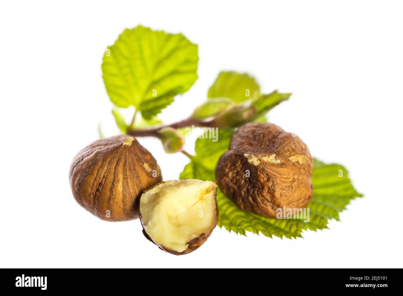 edible hazelnuts with hazelnut leafs isolated on white background Stock
