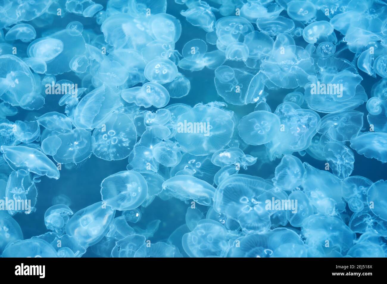 natural background - many jellyfish in blue sea water Stock Photo