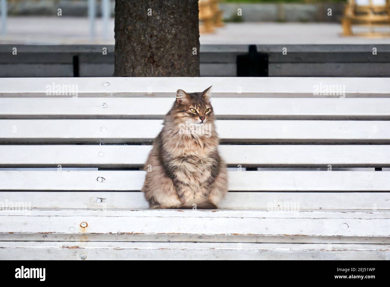 fluffy gray stray cat sitting on a park bench Stock Photo