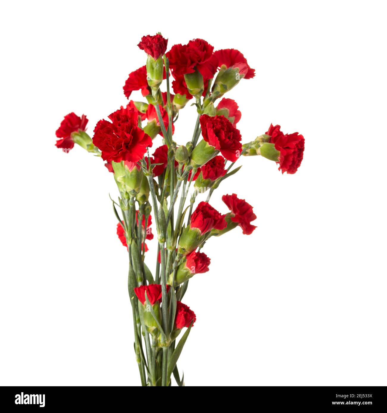 Beautiful red carnation flowers isolated on white background Stock