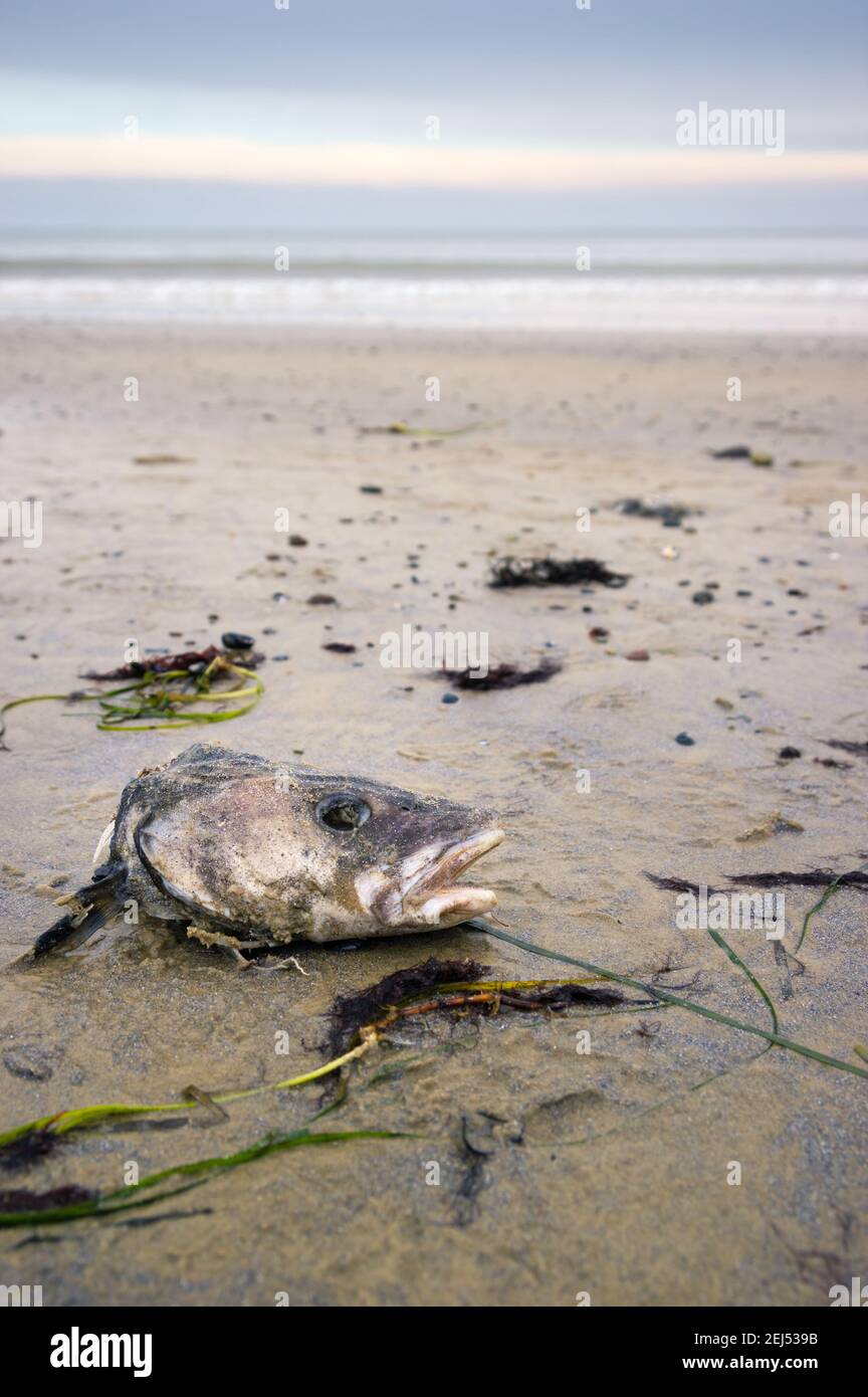 A dead fish head laying on the beach slightly rotten Stock Photo