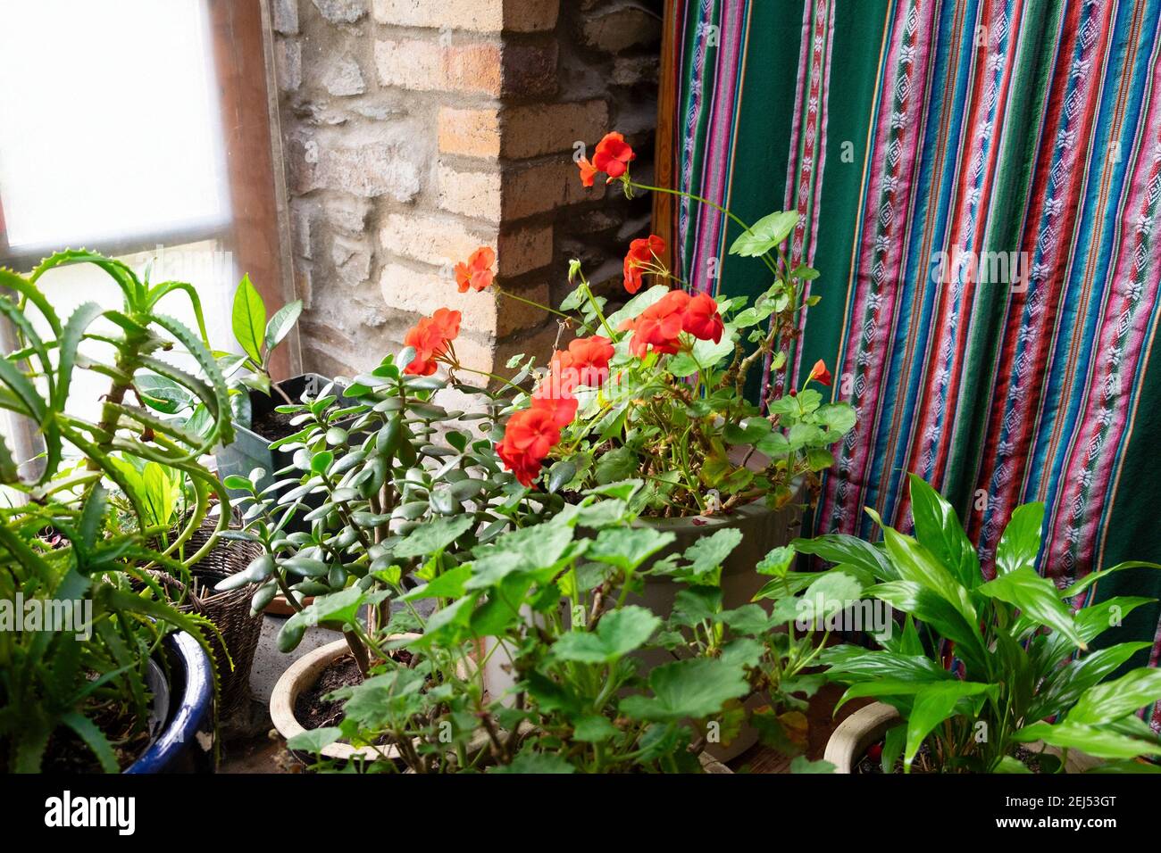 Group of houseplants plants in pots inside house home interior, red geranium in bloom in February winter, fabric textile Wales UK Britain KATHY DEWITT Stock Photo
