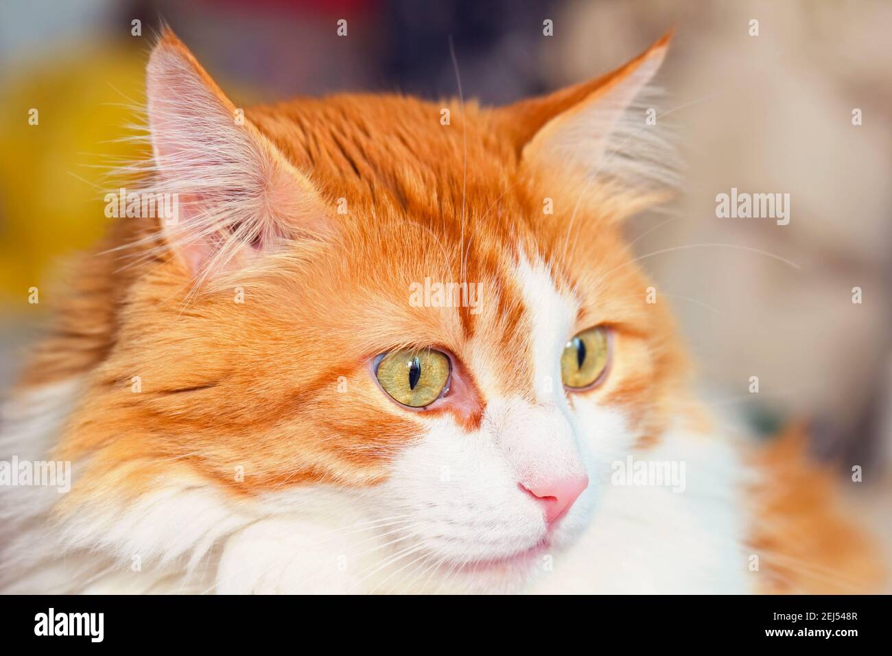 Pretty very surprised red adult cat with light green eyes Stock Photo