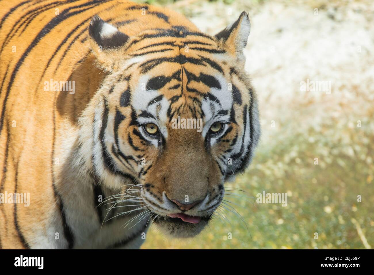 Face tigre tiger panthera tigris india Stock Photo