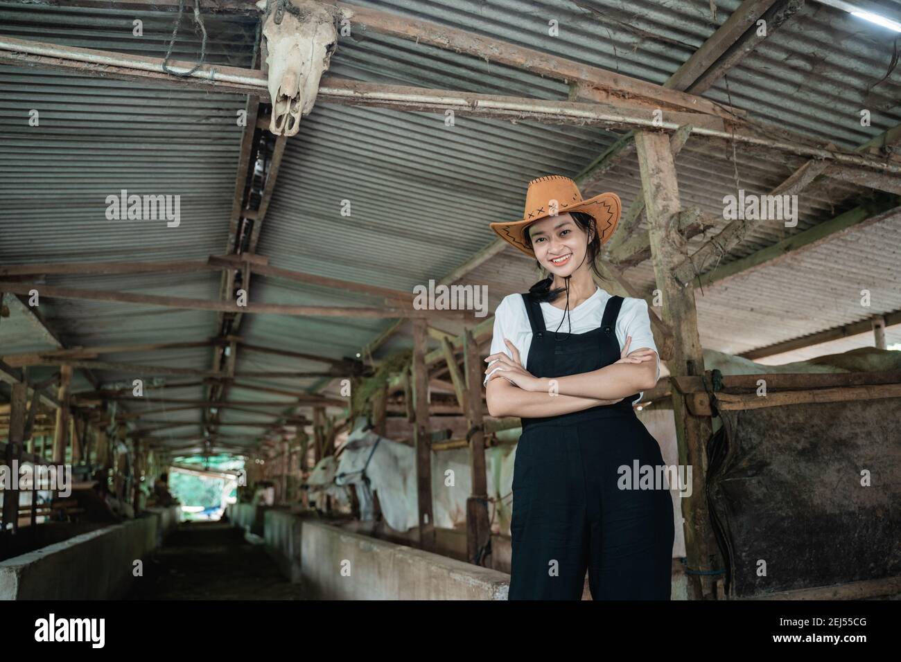 cowboy woman with crossed hands while wearing a hat in a wide cow shed with a cow background Stock Photo