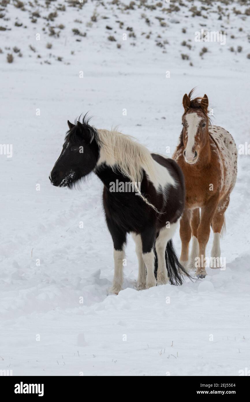 USA, Montana, Gardiner. Mixed herd of Appaloosa, Quarter Horse and Paint horses in winter snow. Stock Photo