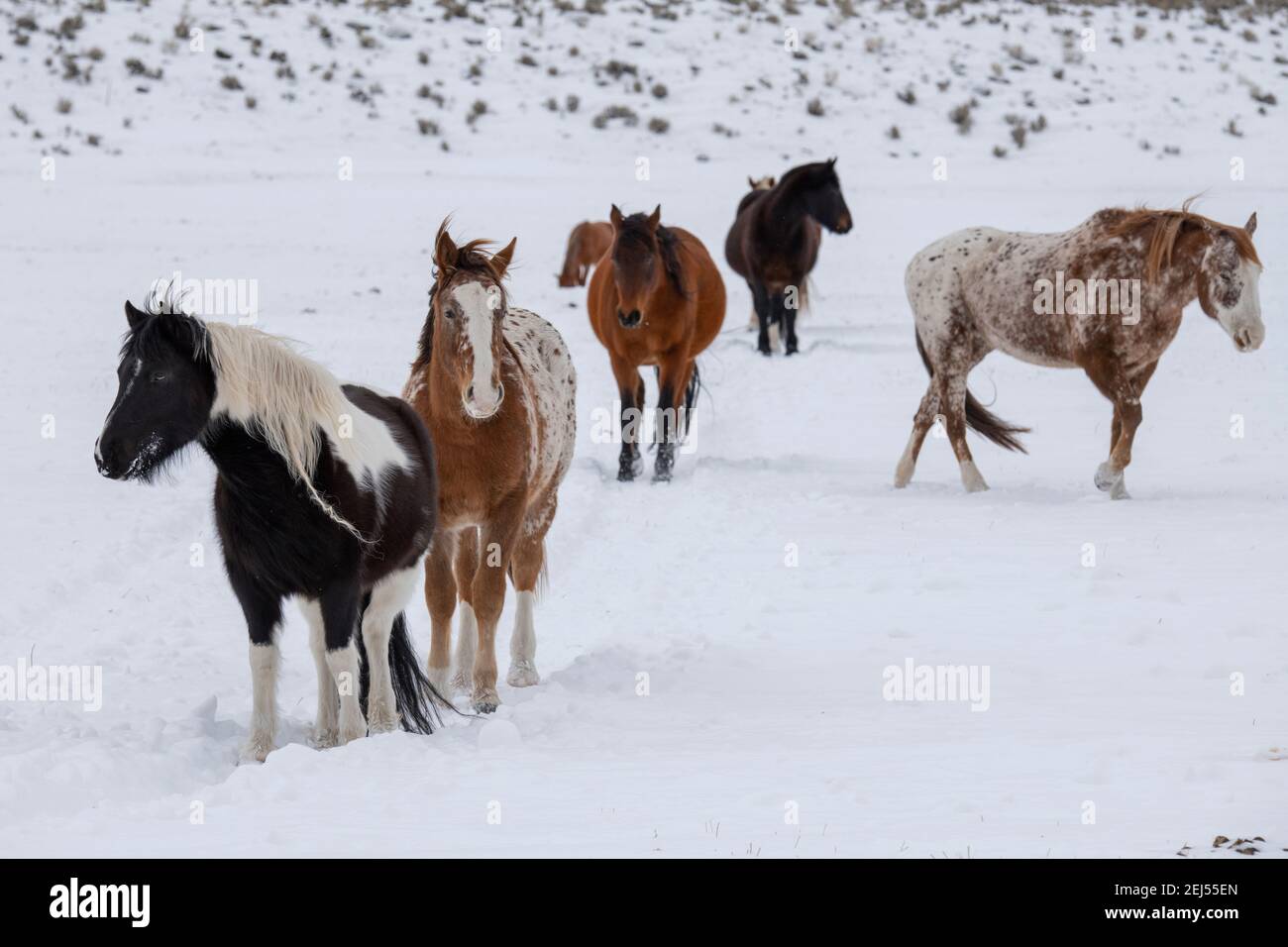 Appaloosa horse spotted hires stock photography and images Alamy