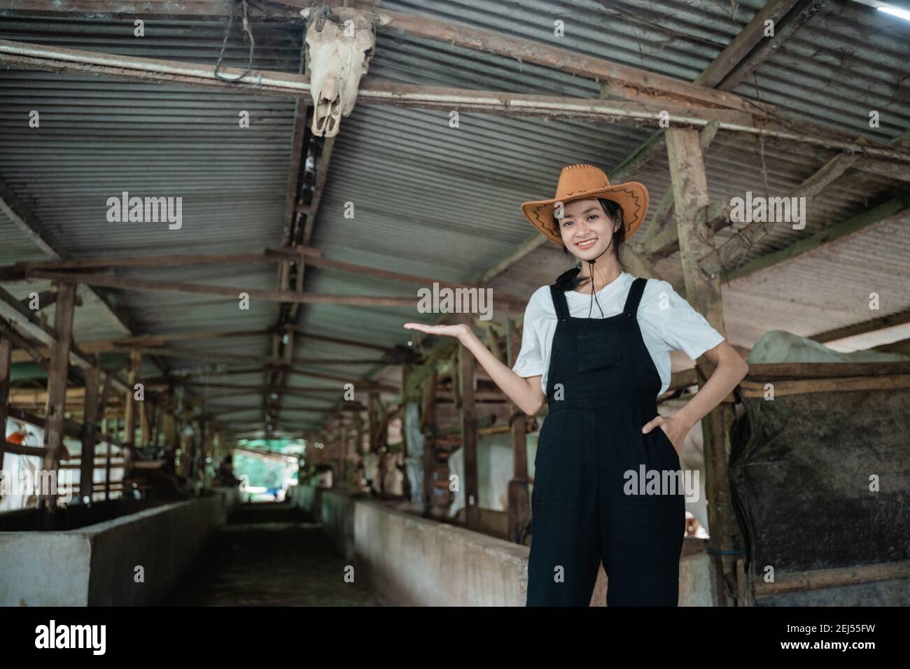 cowboy woman posing with hands carrying something while wearing a hat in a large cow stable with a cow background Stock Photo