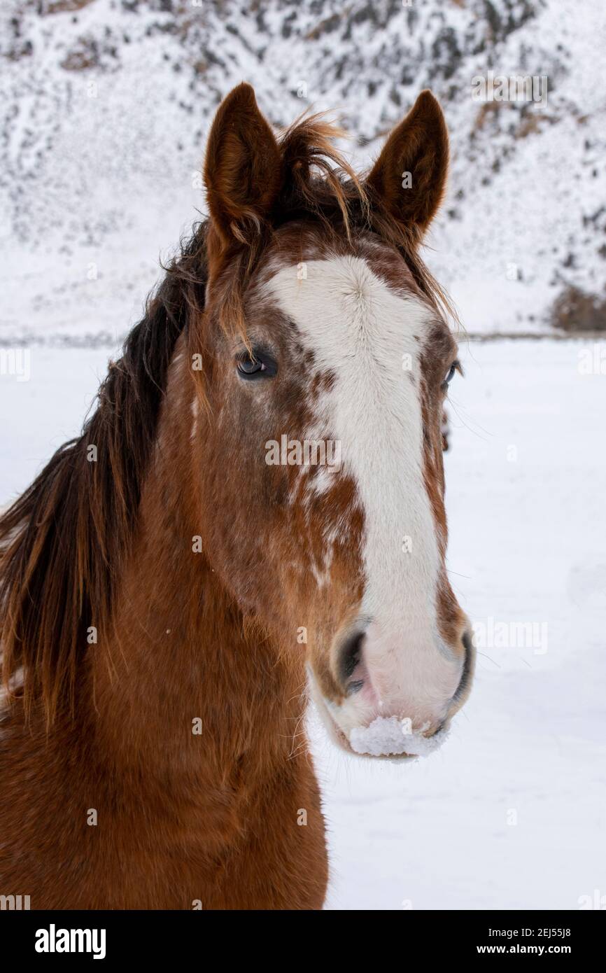 USA, Montana, Gardiner. Appaloosa horses in winter snow Stock Photo Alamy