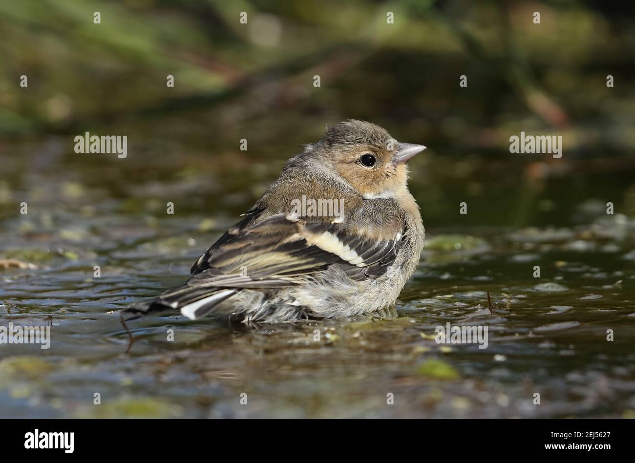 Juvenile chaffinch hi-res stock photography and images - Alamy